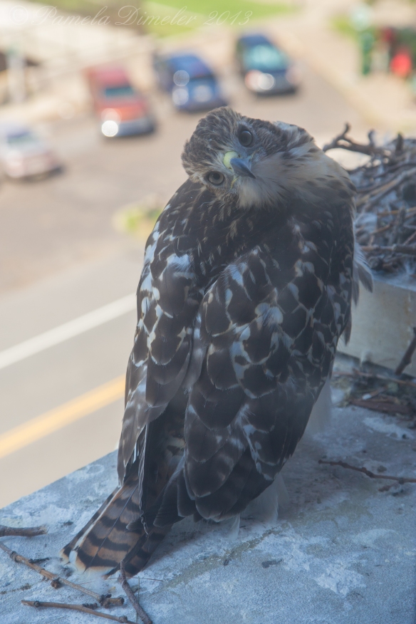 June 21st was special to me as a friend took me into the board room to view "Brother" sitting on the ledge by the nest.  