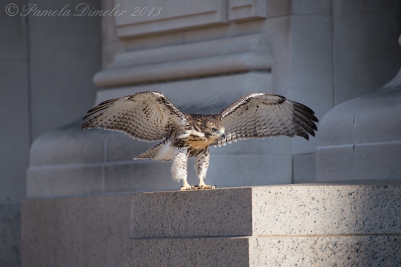 Sister on the wall of the Franklin Institute, hours after she fledged on June 21.