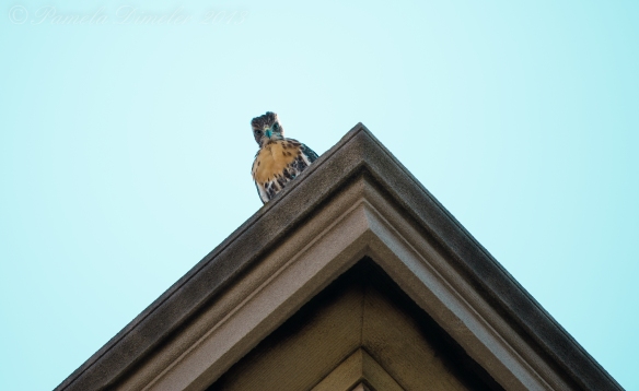 Peanut, the first to fledge, is pictured here on the apartment complex roof next to the FI.  He was a very vocal hawk!  When I went home I would hear his cries echoing in my mind for hours.
