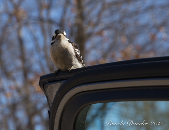 Downy Woodpecker was ready for a  meal!