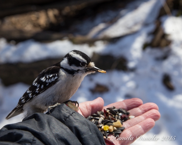 Downy Woodpecker is first to get food from my hand.