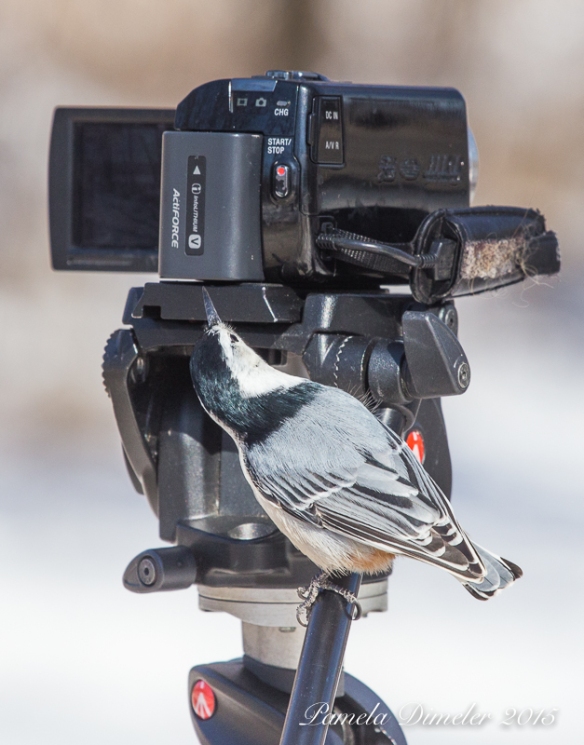 He was very interested in my video camera!  Maybe thought it was a new type of bird feeder.