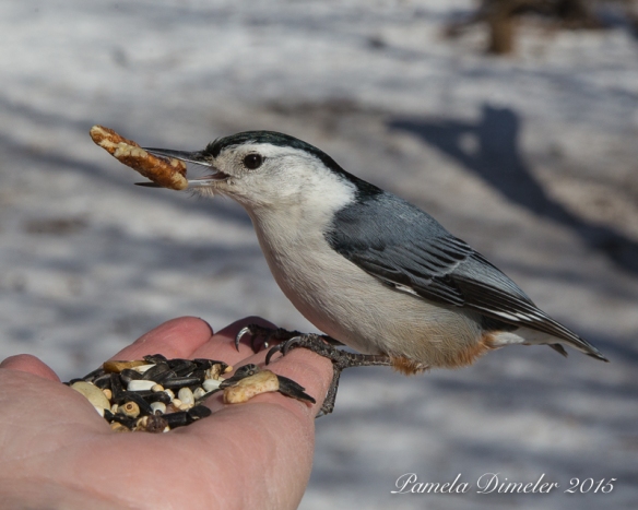 White-brested Nuthatch was 3rd in line for a meal.