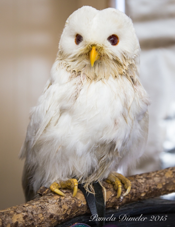 A special visitor spent a few hours at the International Owl Center this morning. An Albino Barred owl from from the Blackhawk Wildlife Rehabilitation Project in Cedar Falls, IA.